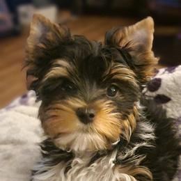 Boba - Yorkshire Terrier