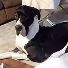 Great Danes from Good Town Kennels