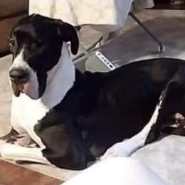 Great Danes from Good Town Kennels