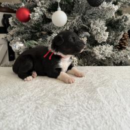 Red collar - Black tri-color female Australian Shepherd puppy in Buckeye, Arizona from Wranglin Farms