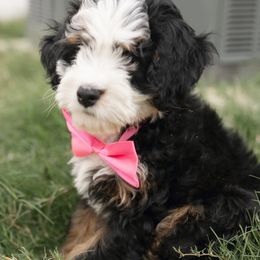 Bernedoodle Puppies from Doodles of Your Dreams (formerly Texana Doodles)