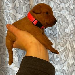 Reba - Red female Miniature Pinscher puppy in Lancaster, Missouri from White Stone Ranch