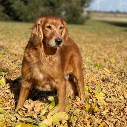 Izzy - Golden Retriever