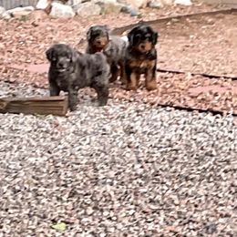 Aussiedoodle and Miniature Australian Shepherd Puppies from BlueZion Aussies