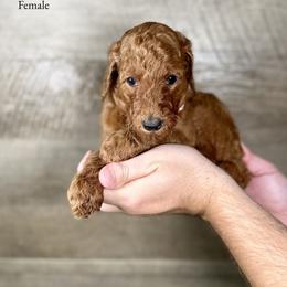 Julie - Red  female Poodle puppy in Abilene, Texas from Mesquite Kennels