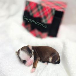 Cappuccino - Red sable male Havanese puppy in Pelham, Alabama from Havanese Cuban Cuties