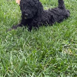 Jackson - Black male Poodle puppy in Dayton, Washington from Country Sundance Poodles