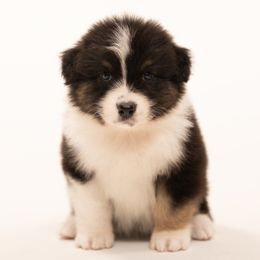 Boy 2 - male Australian Shepherd puppy in Mattawan, Michigan from EarlyUp Australian Shepherds