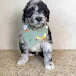 Onix - Merle male Goldendoodle puppy in Warsaw, Ohio from Lovabledoodles