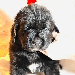 Boy 2 - AKC Registered Brown - Black male Newfoundland puppy in Marshall, Missouri from Majestic Gentle Giants