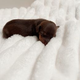 Pia - Chocolate and tan female Dachshund puppy in San Diego, California from Enchantables