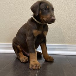 Doberman Pinscher Puppies from Obsidian Kennels