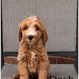 Dash - Apricot male Goldendoodle puppy in Swartz Creek, Michigan from Michigan Doodles