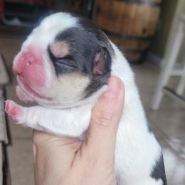 Black tri pied boy - Black and tan male French Bulldog puppy in Howell, Michigan from Jessicah's Frenchies Michigan's French Bulldog Breeder