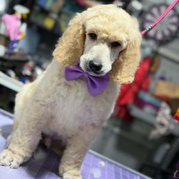 Beaux - Apricot male Poodle puppy in Upper Marlboro, Maryland from CURLS KENNEL