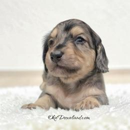 Maverick - Black and cream male Dachshund puppy in Oklahoma City, Oklahoma from OkieDoxieland Dachshunds