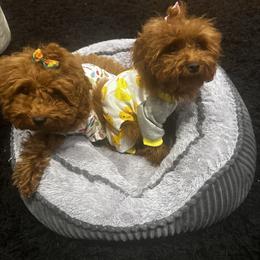 Poodle Puppies from CashEuro Poodles