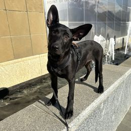 Leeloo - Black brindle female Dutch Shepherd puppy in Fayetteville, North Carolina from Iron Sight K9s