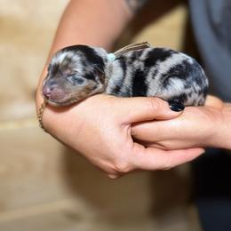 Tiki - Blue merle male Australian Shepherd puppy in Eubank, Kentucky from Ashlee's Aussies