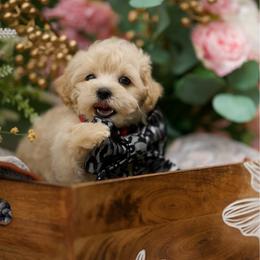 Mai tai - Champagne male Maltipoo puppy in Deming, Washington from Heavenly Puppies to Love