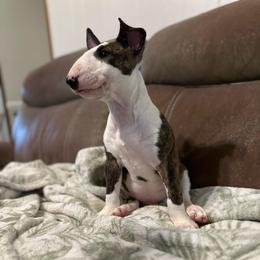 Boy 1 - Brindle and white male Bull Terrier puppy in Trussville, Alabama from Alabama Bull Terriers