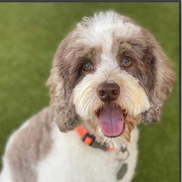 Waylon  - Australian Labradoodle