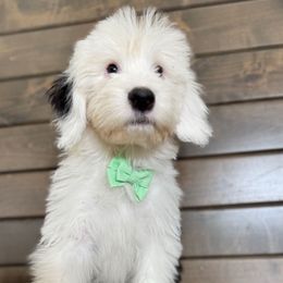 Green boy - Gray and white male Old English Sheepdog puppy in Mesa, Arizona from Desert Sheepies and Doodles
