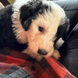Boy 6 orange Collar - Black and white male Sheepadoodle puppy in Eleva, Wisconsin from Molly’s Doodles