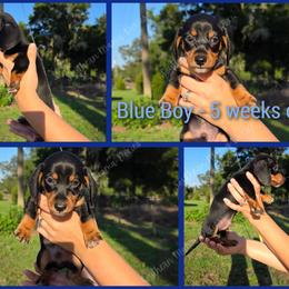 Blue boy - Black and tan male Dachshund puppy in Bell, Florida from SouthernMama Doxies