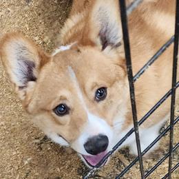 Rowdy - Pembroke Welsh Corgi