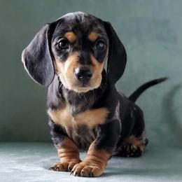 Dachshunds from Poplar Ridge Dachshunds