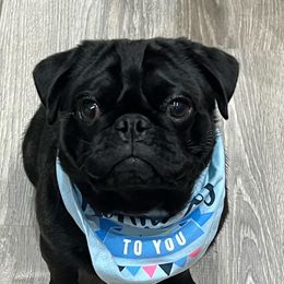 Max - Pug