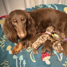 Red - Chocolate and tan female Dachshund puppy in North Port, Florida from Jessica Louise Dachshunds