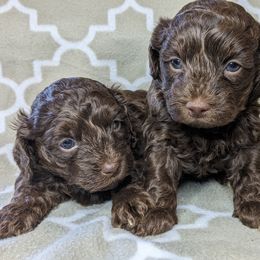 Yorkipoo and Yorkshire Terrier Puppies from Pup Moi Furrever Pets