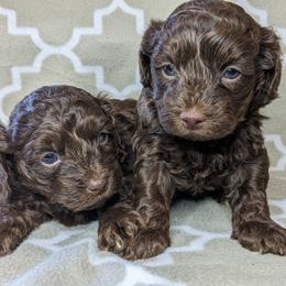 Yorkipoo and Yorkshire Terrier Puppies from Pup Moi Furrever Pets