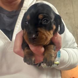 Diamond - Black and tan female Dachshund puppy in Birchtree, Missouri from Cruzan Dachshunds