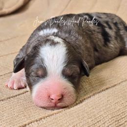 River - Blue merle male Bernedoodle puppy in Cleveland, Georgia from Jam's Doodles And Poodles