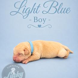 Light Blue Collar Boy - Yellow male Labrador Retriever puppy in Las Vegas, Nevada from Lucky Labrador Retrievers