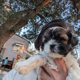 Shih Tzu Puppies from We Shih Tzu Not!