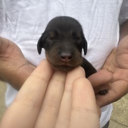 Rudolph - Black and tan male Dachshund puppy in Tampa, Florida from EntityDachs