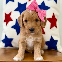 Pink collar BARBIE - Apricot female Goldendoodle puppy in Salem, Utah from Aspen Doodles Utah