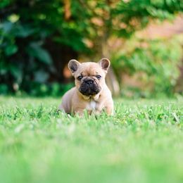 French Bulldog Puppies from Von Bales French Bulldogs