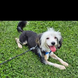 Piper - Chinese Crested