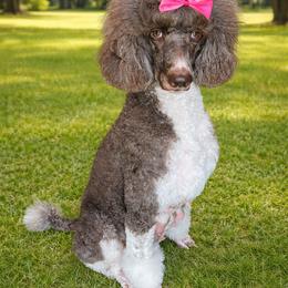 Bella - Poodle
