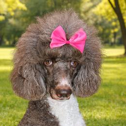 Bella - Poodle