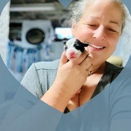 Bearded Collie and Border Collie Puppies from Beloved Bearded & Border Collies