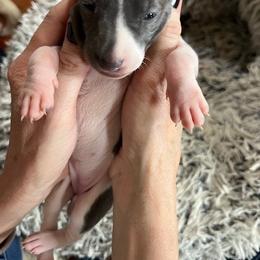 Girl 1 - White and blue female Italian Greyhound puppy in Brooksville, Florida from Fisher Link