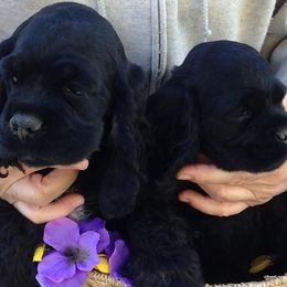 Cocker Spaniels from Devlyn Cocker Spaniels