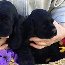 Cocker Spaniels from Devlyn Cocker Spaniels