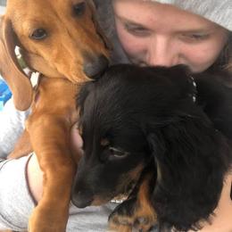 Dachshund Puppies from Lavendell Dachshunds